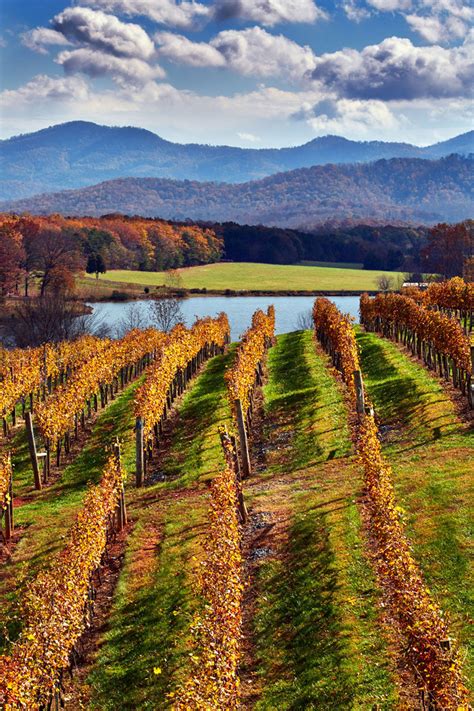 Afton mountain vineyards - 1435 Carters Mountain Trail, Charlottesville, VA 22902. At Afton Stays, we have listed all the Wineries & Breweries of Aston, VA online on the website. Visit and …